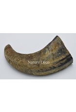 . Water buffalo horn  matt