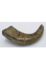 . Water buffalo horn  matt