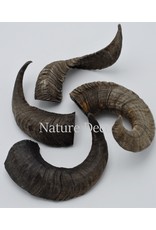 Nature Deco Sheep horn raw black