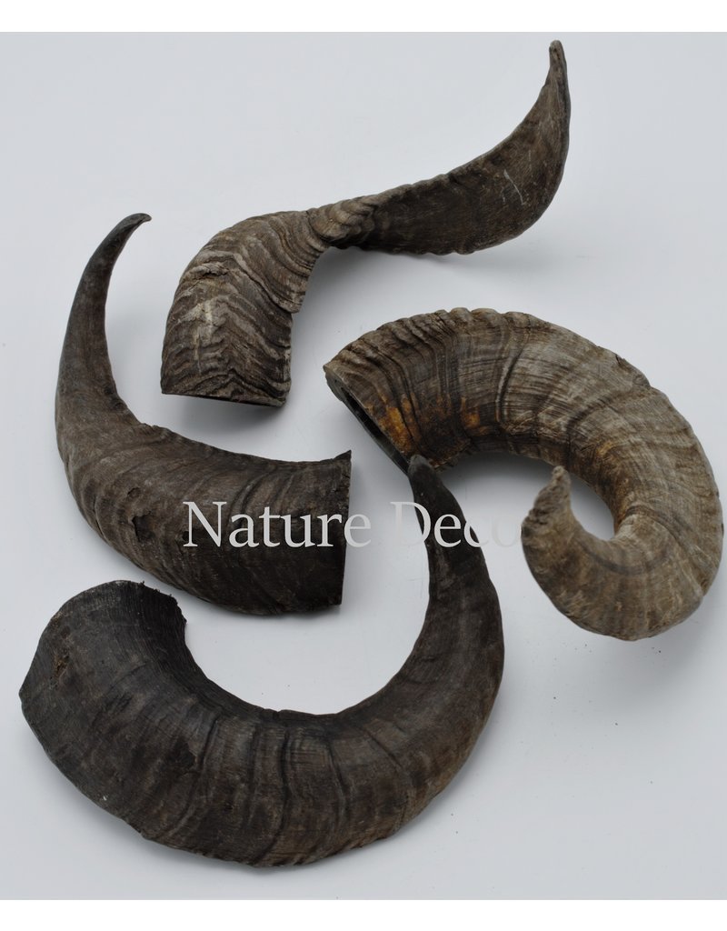 Nature Deco Sheep horn raw black