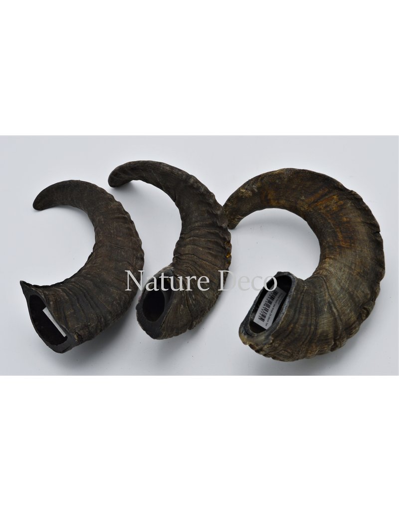 Nature Deco Sheep horn raw black