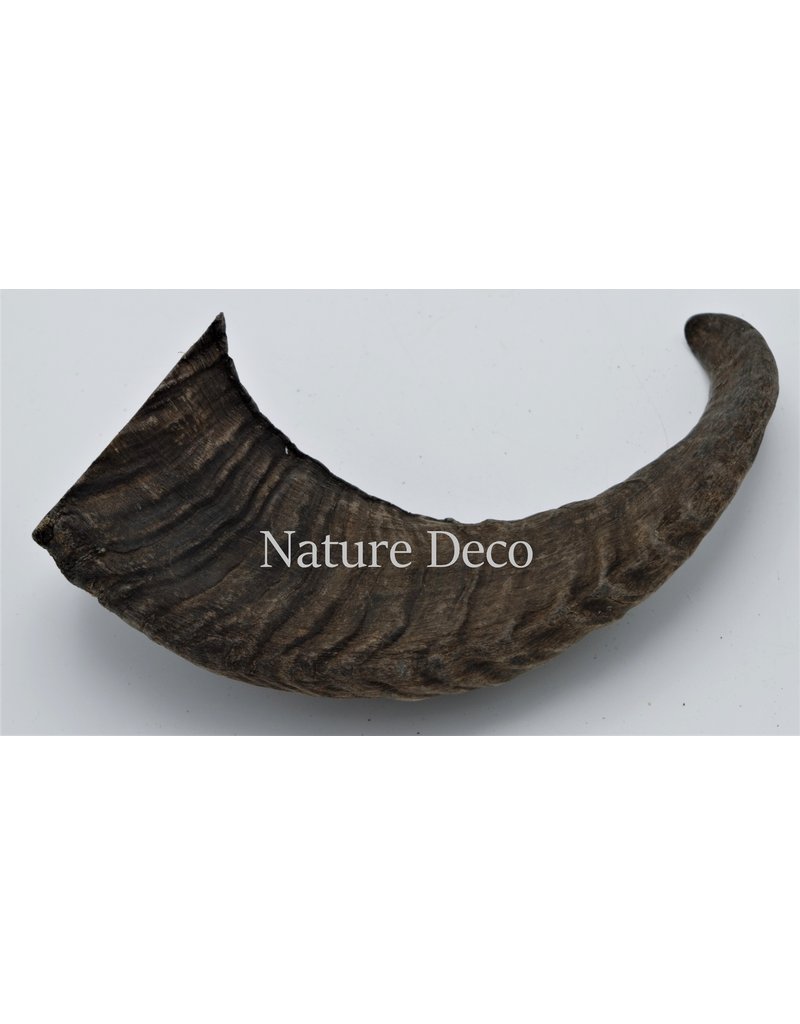 Nature Deco Schaap hoorn ruw zwart