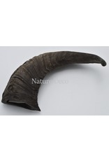 Nature Deco Sheep horn raw black