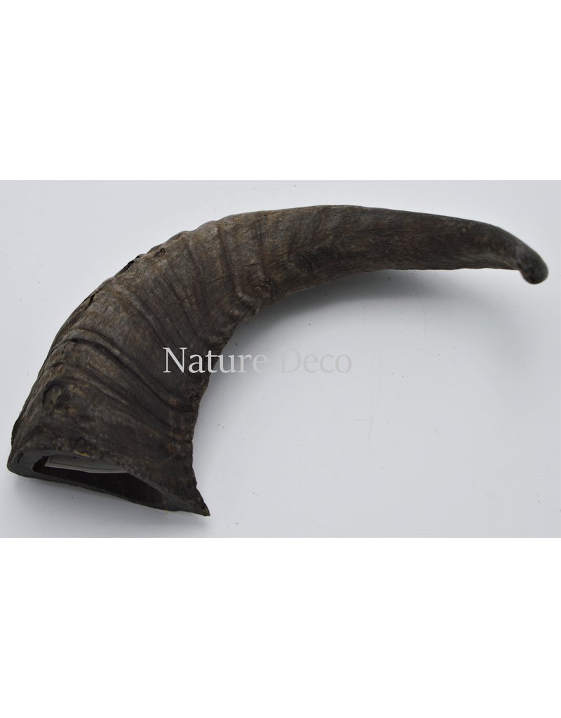 Nature Deco Sheep horn raw black