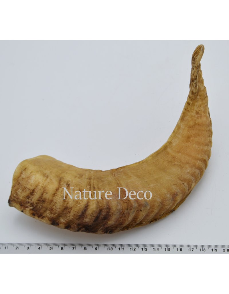 Nature Deco Sheep horn raw Blond