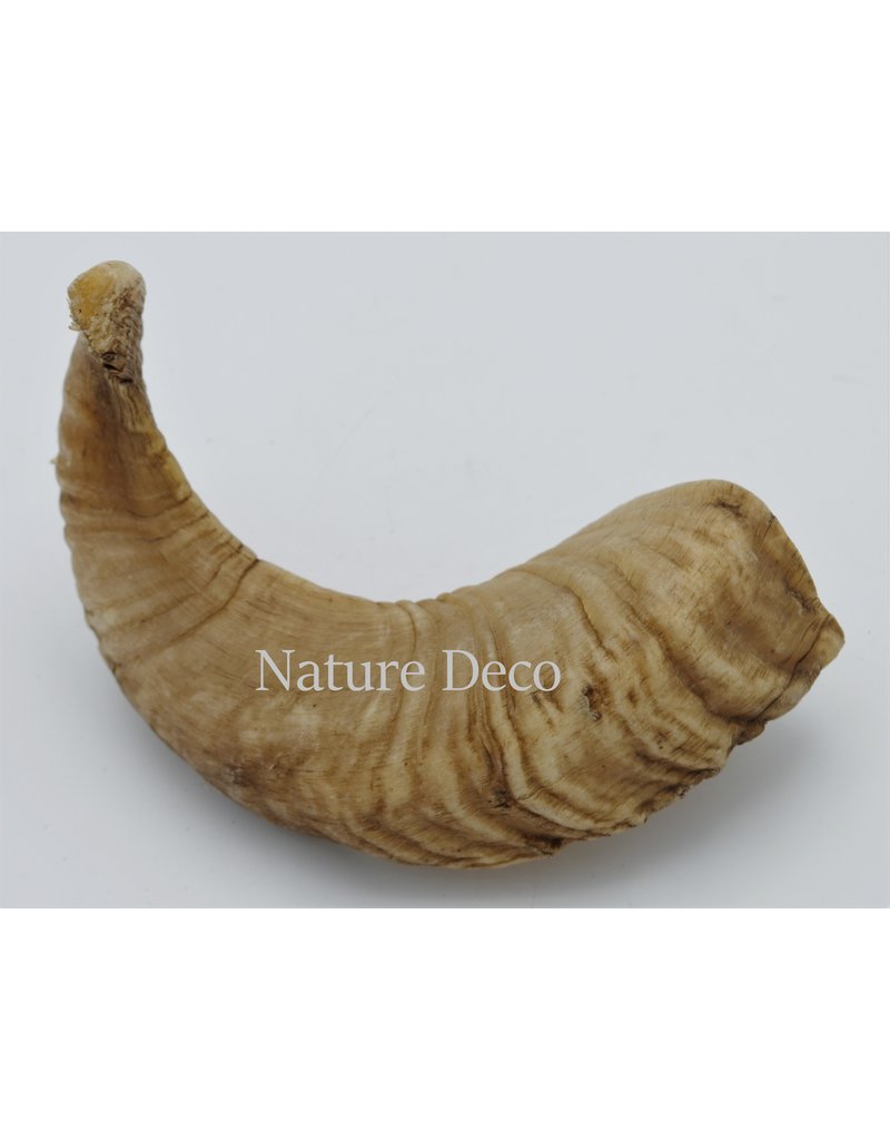 Nature Deco Sheep horn raw Blond