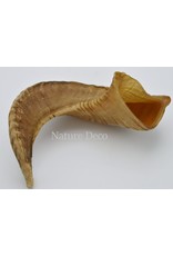 Nature Deco Sheep horn raw Blond