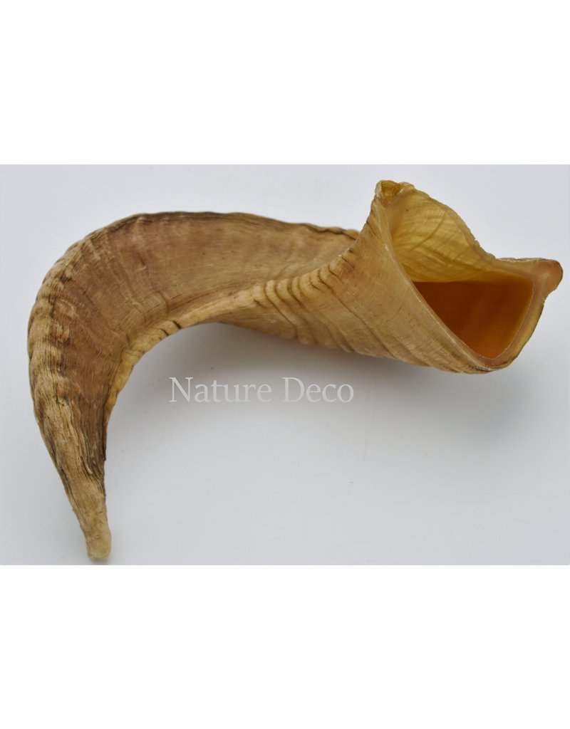 Nature Deco Sheep horn raw Blond