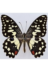 . Ongeprepareerde Papilio Demoleus