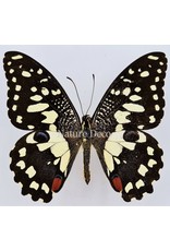 . Unmounted Papilio Demoleus