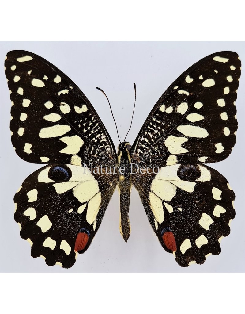 . Unmounted Papilio Demoleus