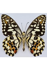 . Ongeprepareerde Papilio Demoleus