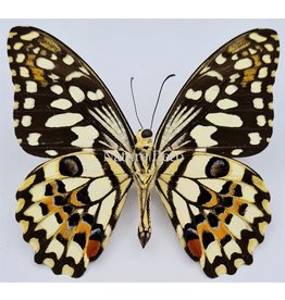 . Ongeprepareerde Papilio Demoleus