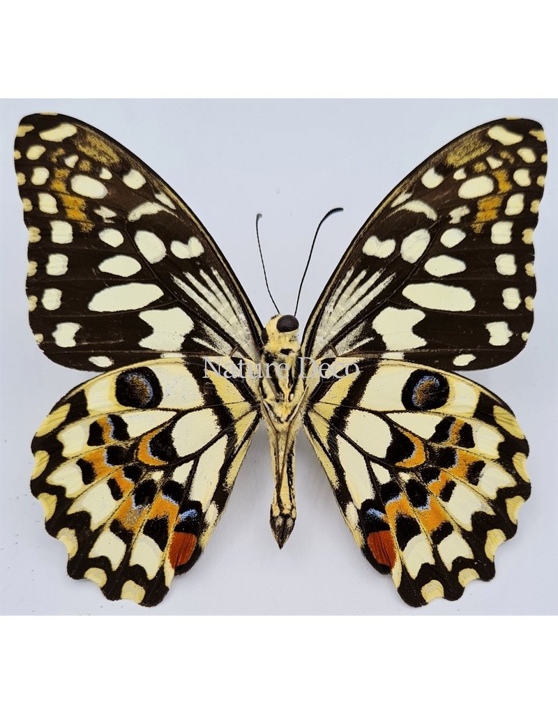 . Ongeprepareerde Papilio Demoleus