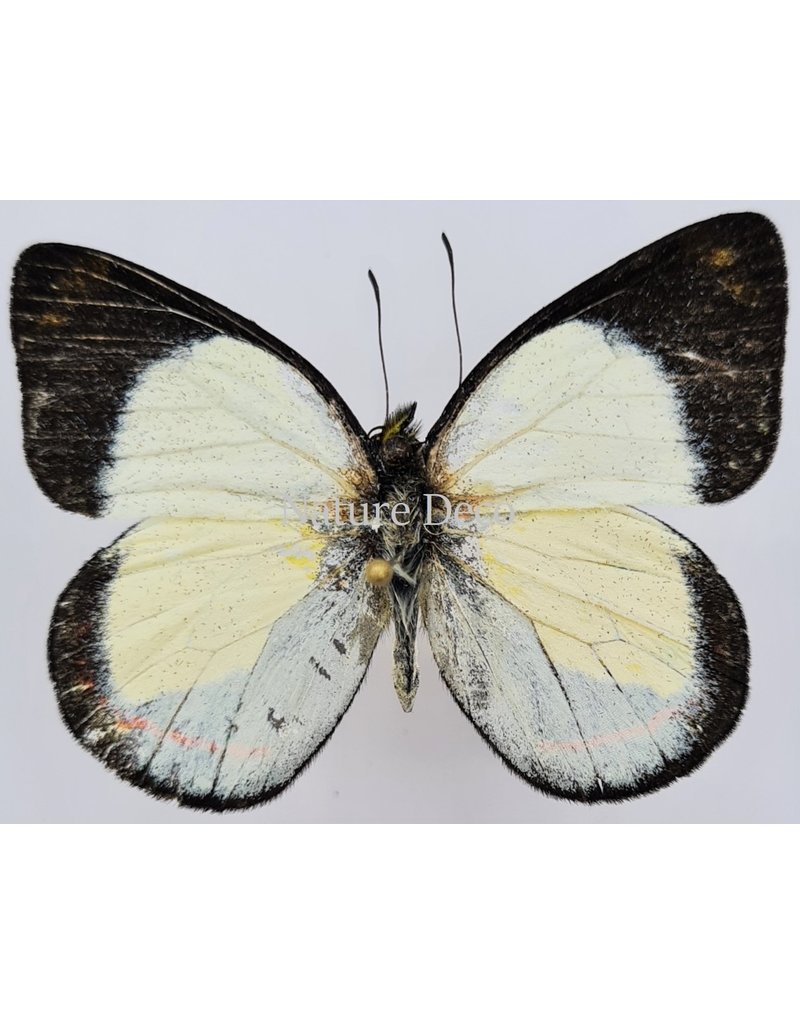 . Unmounted Delias Dixeyi