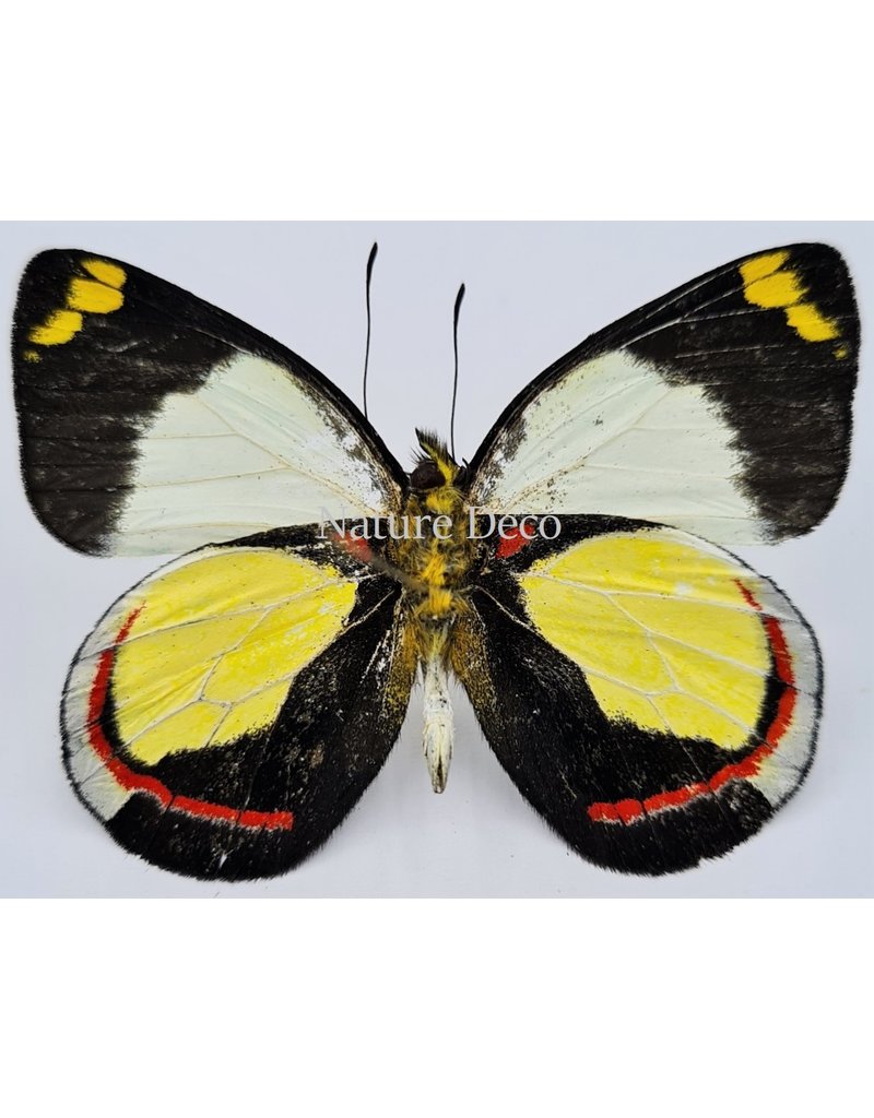 . Unmounted Delias Dixeyi