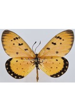 . Unmounted Acraea Terpsicore