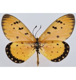 . Unmounted Acraea Terpsicore