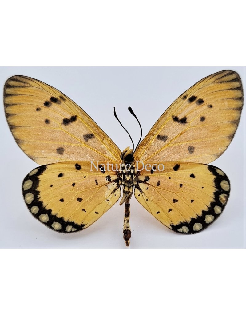 . Unmounted Acraea Terpsicore