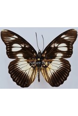 . Unmounted Pseudacraea Lucretia