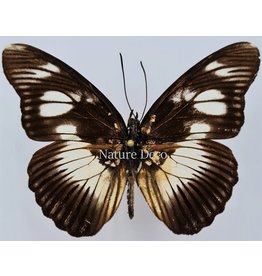 . Unmounted Pseudacraea Lucretia