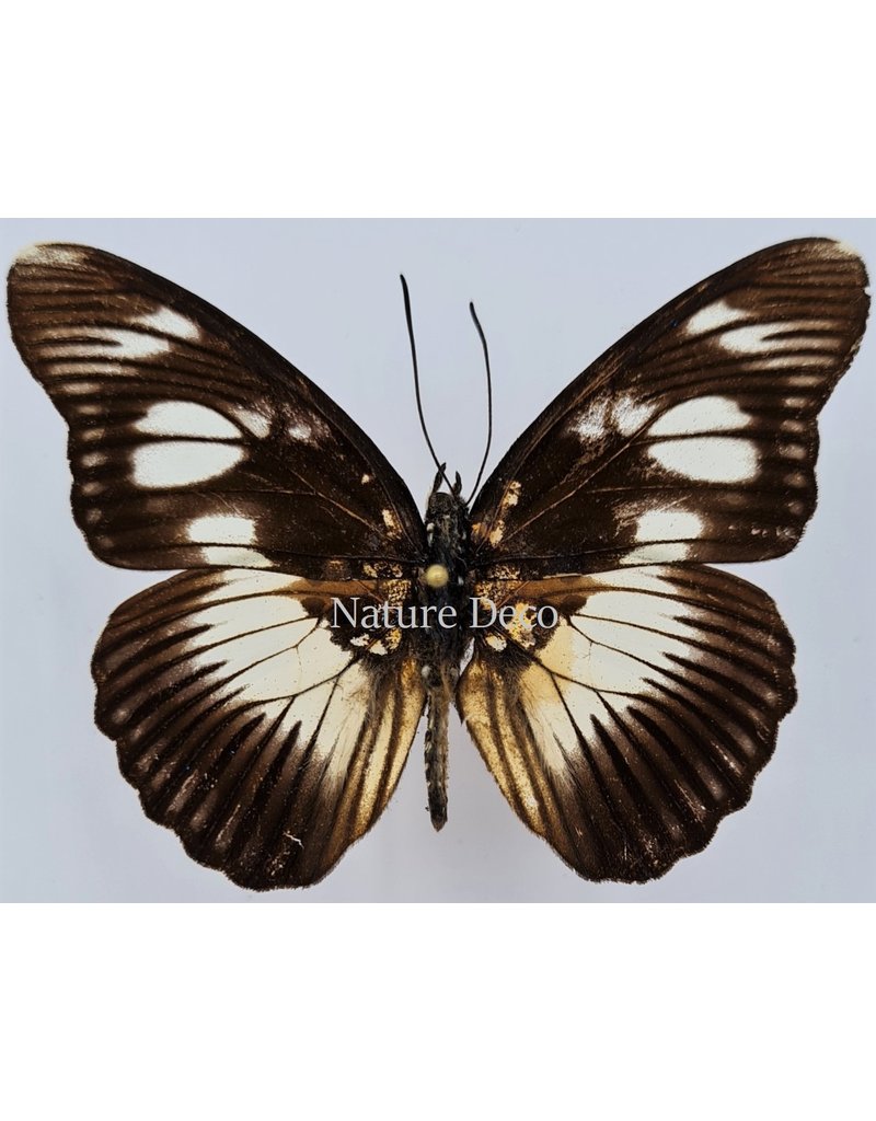 . Unmounted Pseudacraea Lucretia