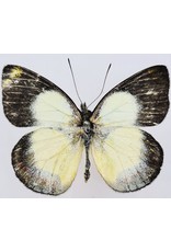 . Unmounted Delias Bothwelli