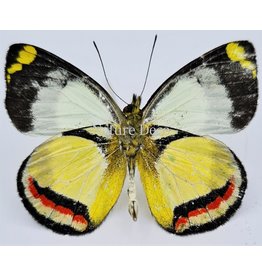 . Unmounted Delias Bothwelli