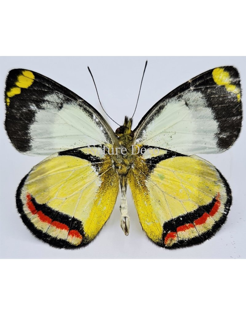 . Unmounted Delias Bothwelli