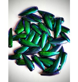 . Jewel beetle shields shells 10 gram (+-100 pieces)