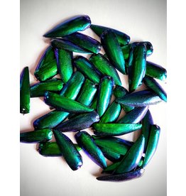 . Jewel beetle shields shells 100 pieces