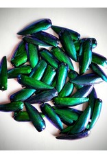 . Jewel beetle shields shells 10 gram (+-100 pieces)