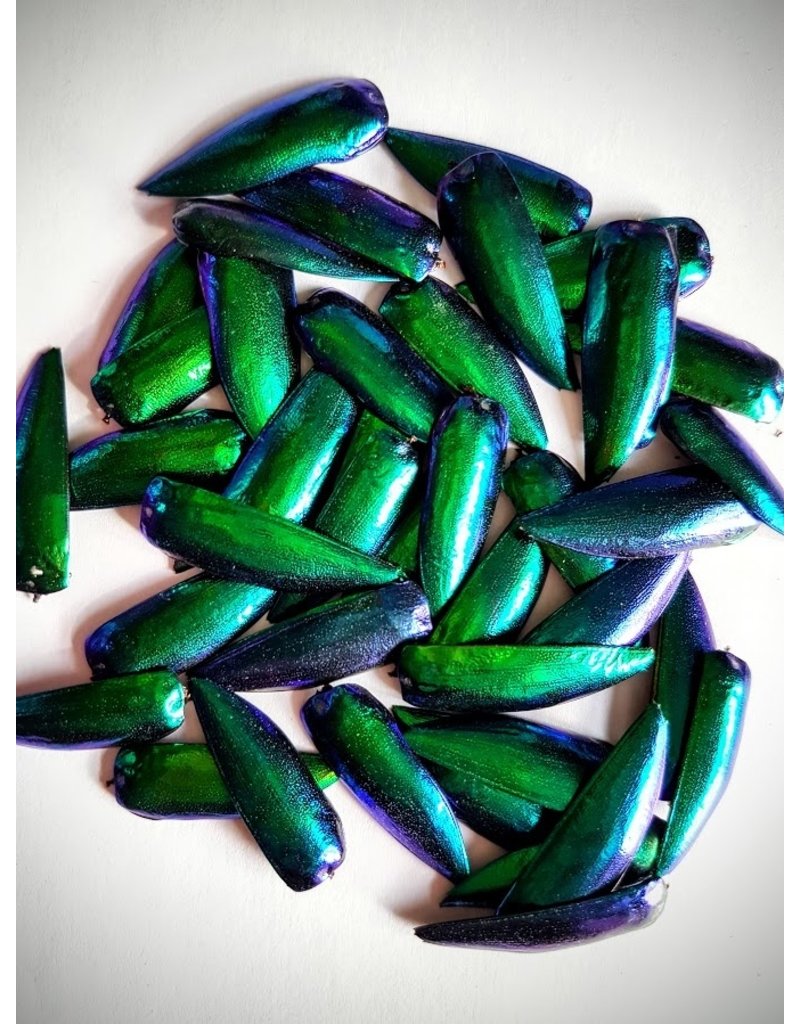 . Jewel beetle shields shells 100 pieces