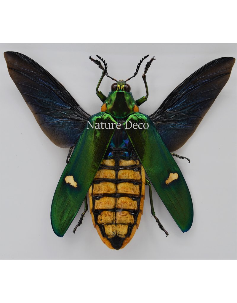 Nature Deco Megaloxantha Bicolor in luxury 3D frame 17 x 17cm