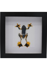 Nature Deco Frog (Rhacophorus Rheinwardti) in luxury 3D frame 17  x 17cm