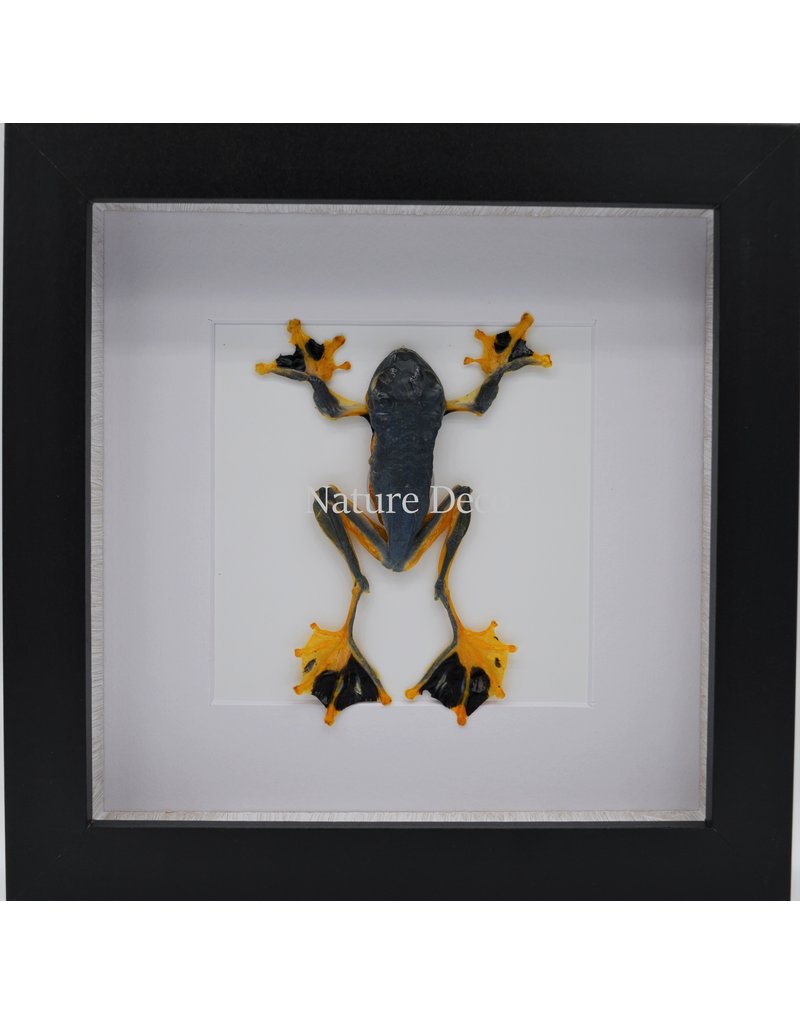 Nature Deco Frog (Rhacophorus Rheinwardti) in luxury 3D frame 17  x 17cm