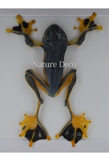 Nature Deco Frog (Rhacophorus Rheinwardti) in luxury 3D frame 17  x 17cm