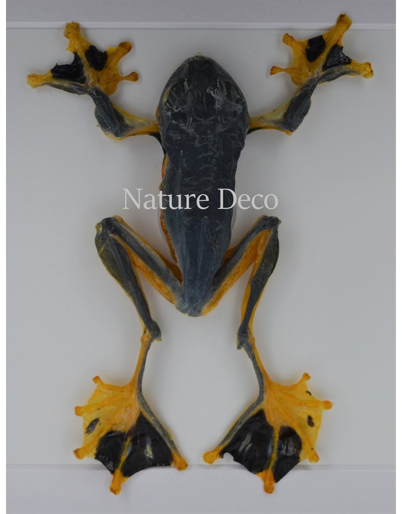 Nature Deco Frog (Rhacophorus Rheinwardti) in luxury 3D frame 17  x 17cm