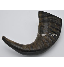 . Water buffalo horn  polished