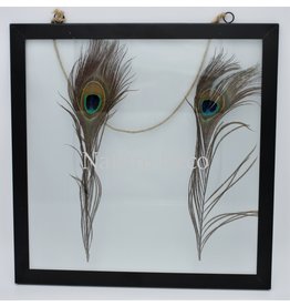 Peacock feathers in frame