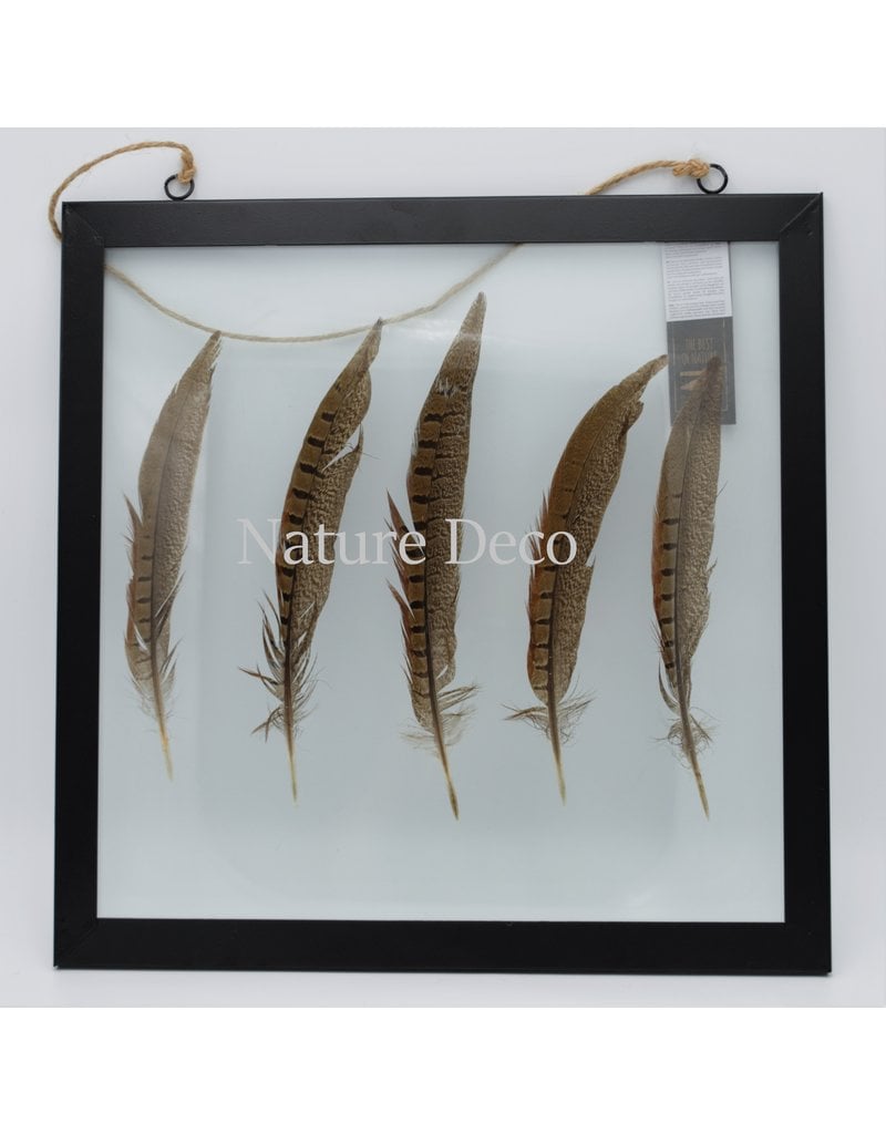 Pheasantfeathers in frame ca 35x35 cm