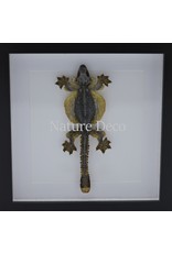 Nature Deco Flying Gecko (Ptychozoon Kuhli) in luxury 3D frame 22 x 22cm
