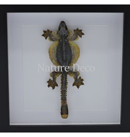 Nature Deco Vliegende Gekko (Ptychozoon Kuhli) in luxe 3D lijst