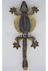 Nature Deco Flying Gecko (Ptychozoon Kuhli) in luxury 3D frame 22 x 22cm