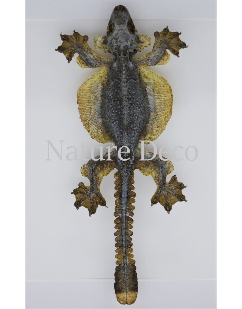 Nature Deco Vliegende Gekko (Ptychozoon Kuhli) in luxe 3D lijst 22 x 22cm