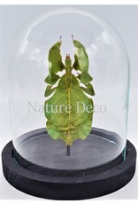 Nature Deco Walking leaf in glass dome 13 x 12cm