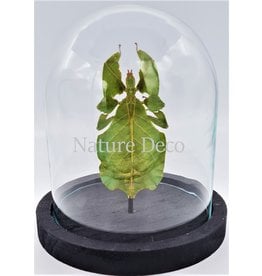 Nature Deco Walking leaf in glass dome