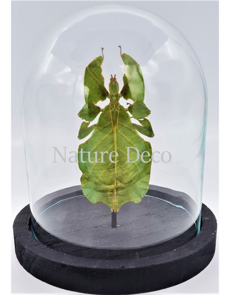 Nature Deco Walking leaf in glass dome 13 x 12cm