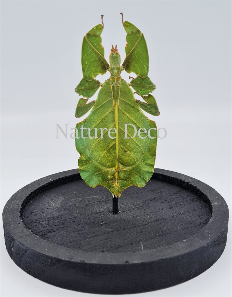 Nature Deco Walking leaf in glass dome 13 x 12cm