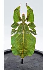 Nature Deco Walking leaf in glass dome 13 x 12cm